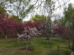 -长白岛森林公园