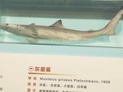 -海中洲渔社