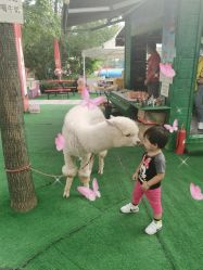 -萌宠亲子动物乐园(槐房万达店)