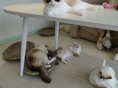 -怪兽屋·羊驼·猫咖·狗咖(俊华广场店)