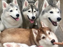 -TrueLove @ Neverland (Husky Cafe)