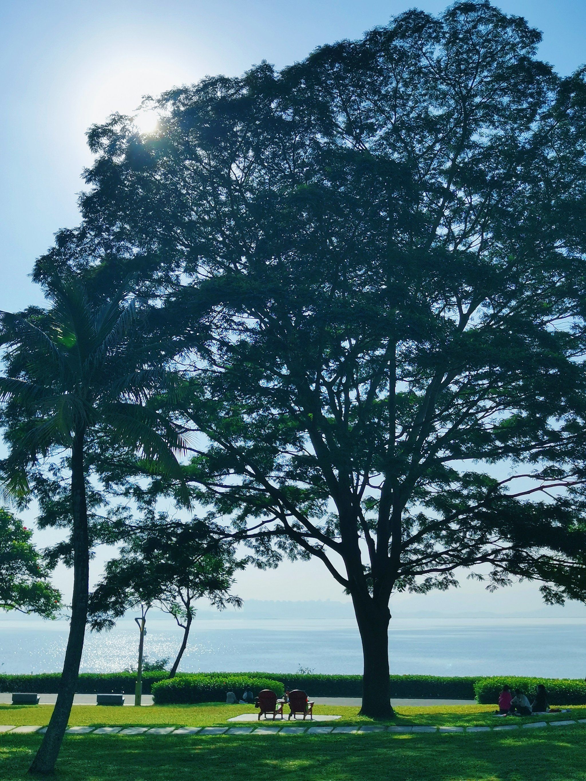 一棵面朝大海,超治愈的树
