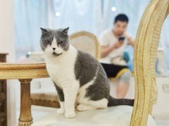 -共舞时光猫咖·狗咖(新街口店)