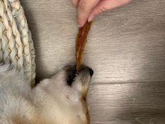 -浣熊柯尔鸭土拨鼠·电玩咖
