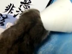 -喜多萌中农锦绣动物医院24H·猫科·牙科MRI·CT