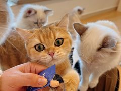 -有喵·猫咖·狗咖·30几只猫10只小狗(岗厦店)