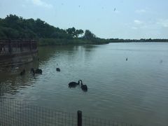 -东滩湿地公园观海楼餐厅