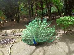 -贵州森林野生动物园