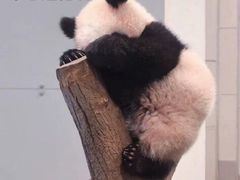 -茶理宜世(东方宝泰店)