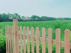 -大兴滨河森林公园