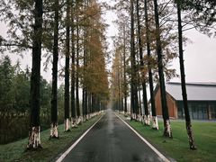 -黄海国家森林公园