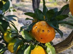 -前小桔亲子创意农场·草莓采摘·露营烧烤