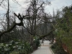 -岳麓山风景名胜区