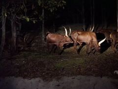 -清迈夜间动物园