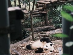 -成都尼依格罗酒店