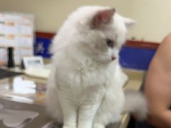 -艾贝尔宠物医院·狂犬免疫点(江山金象城店)