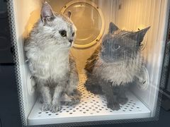 -猫苑生活馆