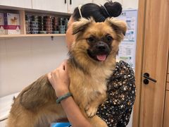 -博特宠物医院24h犬猫全科.骨科·异宠