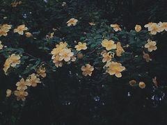 -成吉思汗公园