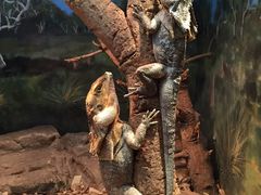 -费瑟代尔野生动物园