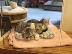 -小尾巴宠物店(万科·金域华庭店)