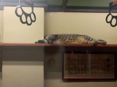 -猫咪博物馆(顶澳仔猫街店)