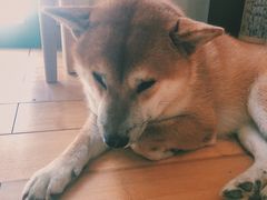 -喜柴咖啡·柴犬狗咖