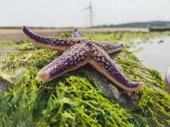 -那香海钻石沙滩浴场