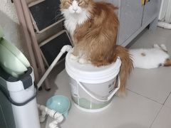 -平行世界·猫咖(首经贸店)