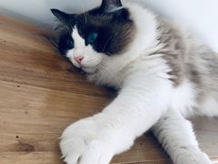 -Catmate·猫肥家润(金润铂宫店)
