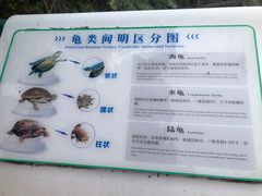 -广东惠东海龟国家级自然保护区