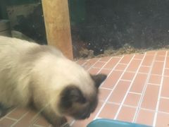 -猫咪博物馆(顶澳仔猫街店)