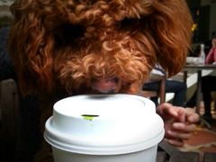 android_upload_pic-星巴克臻选(广州沙面店)