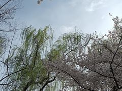 -西苑公园