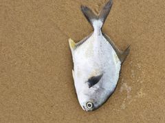 -海南清水湾莱佛士酒店