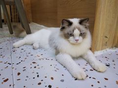 -滚猫咖啡·猫咖·猫友好撸猫(未来城店)