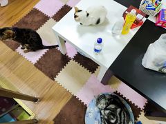 -三花喵·撸猫购宠·宠物生活馆(虹桥南丰城店)
