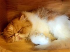 -more than meow吴止猫主题餐厅(承德 中船汇店)