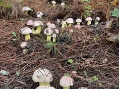 -铁山坪森林公园