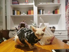 -猫小院猫主题餐厅(三里屯店)