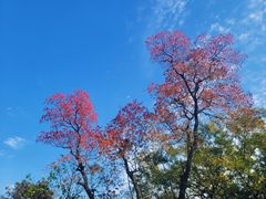 -上海佘山国家森林公园天马山园