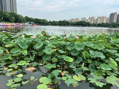 -南翔镇银翔湖公园