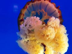 -太平洋海底世界