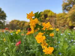 -上海共青森林公园