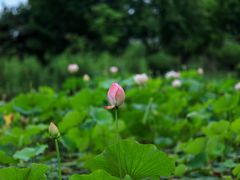 -木塔寺遗址生态公园