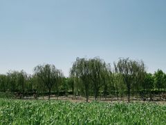 -西青郊野公园