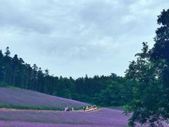 -大塘金香草谷