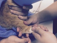 -美美宠物诊疗中心·异宠·骨科(滨江东信分院)