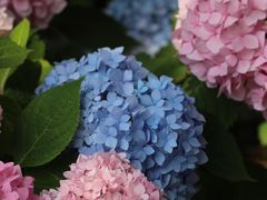 -上海滨江森林公园