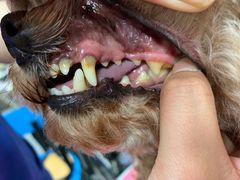 -宠福鑫康馨动物医院·骨科·眼科